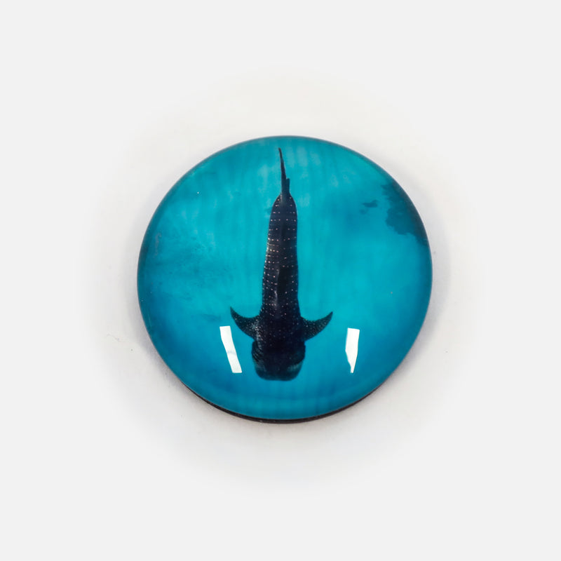 Sal Salis Crystal Round Whale Shark Magnet